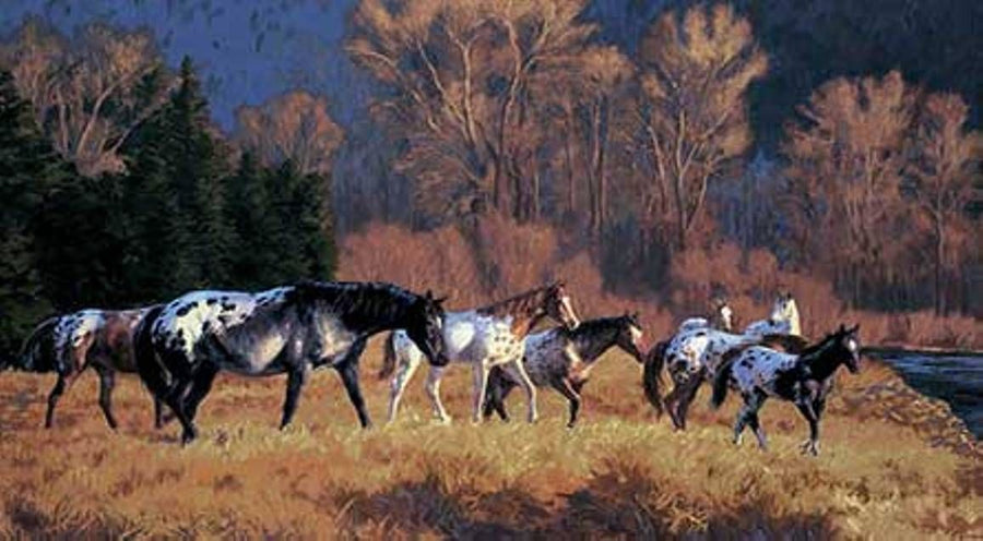 Appaloosa Horse - Horses in the Wild Wallpaper 10.5' x 6' Wall Mural - all4wallswall-paper