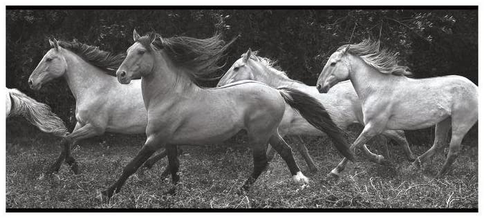 Photo-Realistic Horses Running Wild on Sure Strip Wallpaper Border - all4wallswall-paper