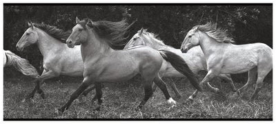 Photo-Realistic Horses Running Wild on Sure Strip Wallpaper Border - all4wallswall-paper