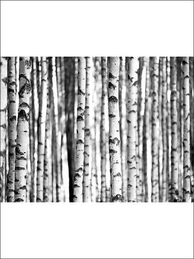 Birch Tree 8 Panel Unpasted Full Wall Mural 12' x 9'