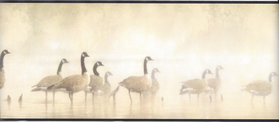 Gaggle of Geese Walking in the Early Dawn Mist with Black Edge Wallpaper Border - all4wallswall-paper