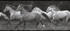 Photo-Realistic Horses Running Wild on Sure Strip Wallpaper Border - all4wallswall-paper
