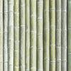 Bamboo Realistic Stalks in Green Solid Vinyl on Paste the Wall Wallpaper - all4wallswall-paper