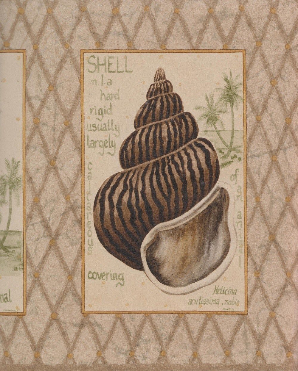 Shells Squared on Brown Diamond Wallpaper Border - all4wallswall-paper